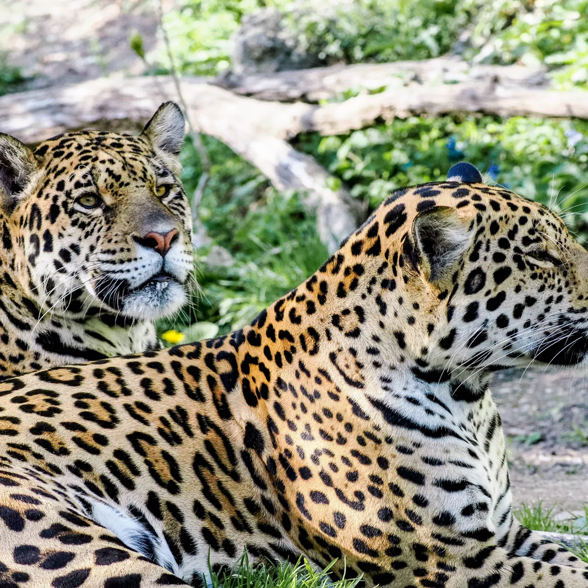 Zoo Salzburg Hellbrunn als Reisefoto des Partnerangebots