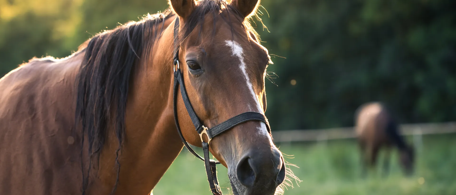 Pferd