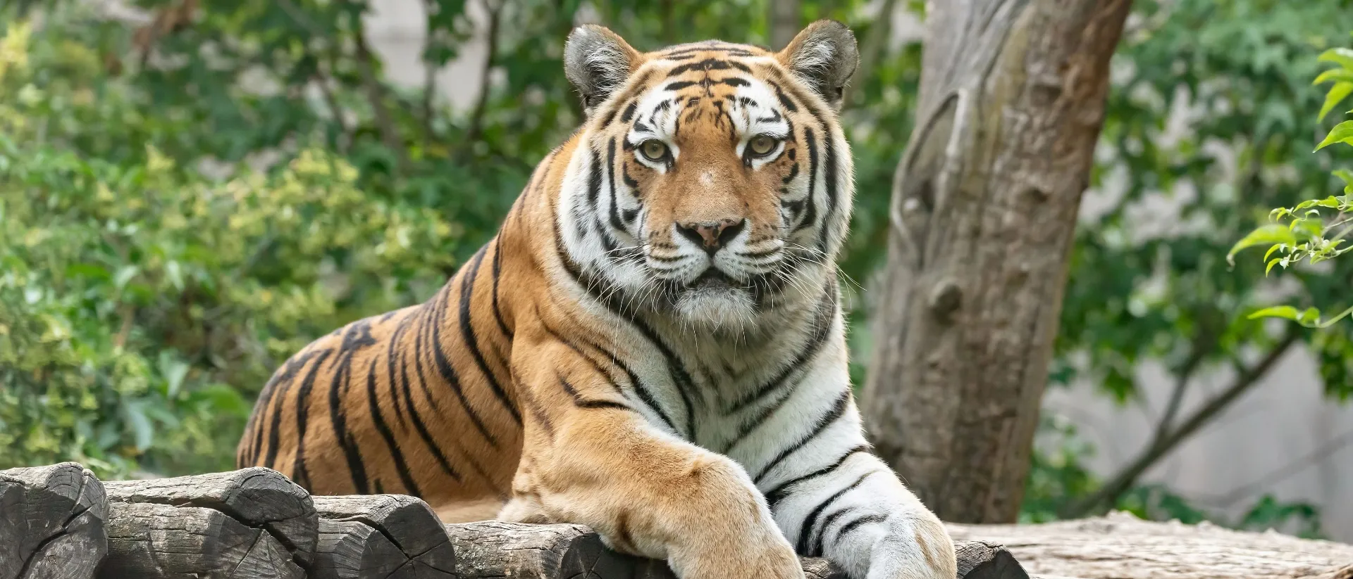 Tiergarten Schönbrunn
