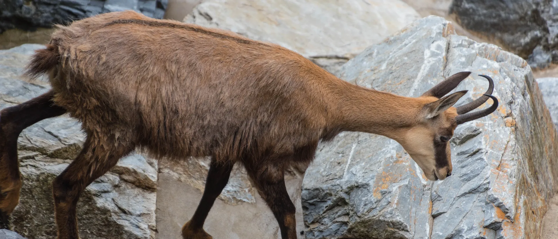 Gams im Alpenzoo Innsbruck
