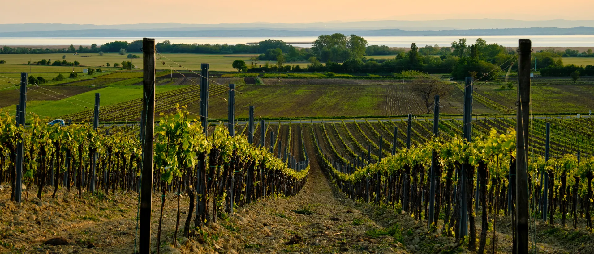 Die Weinberge in Burgenland