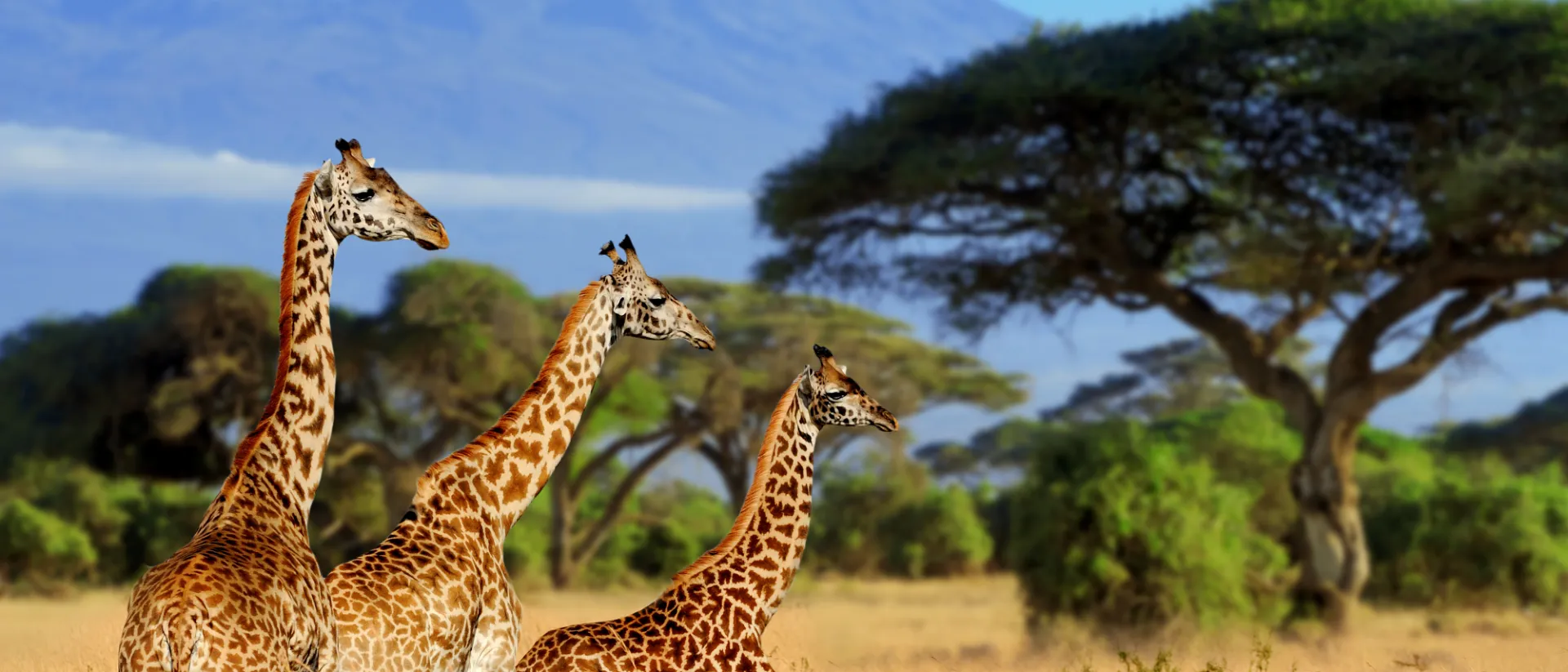 Giraffen in Afrika