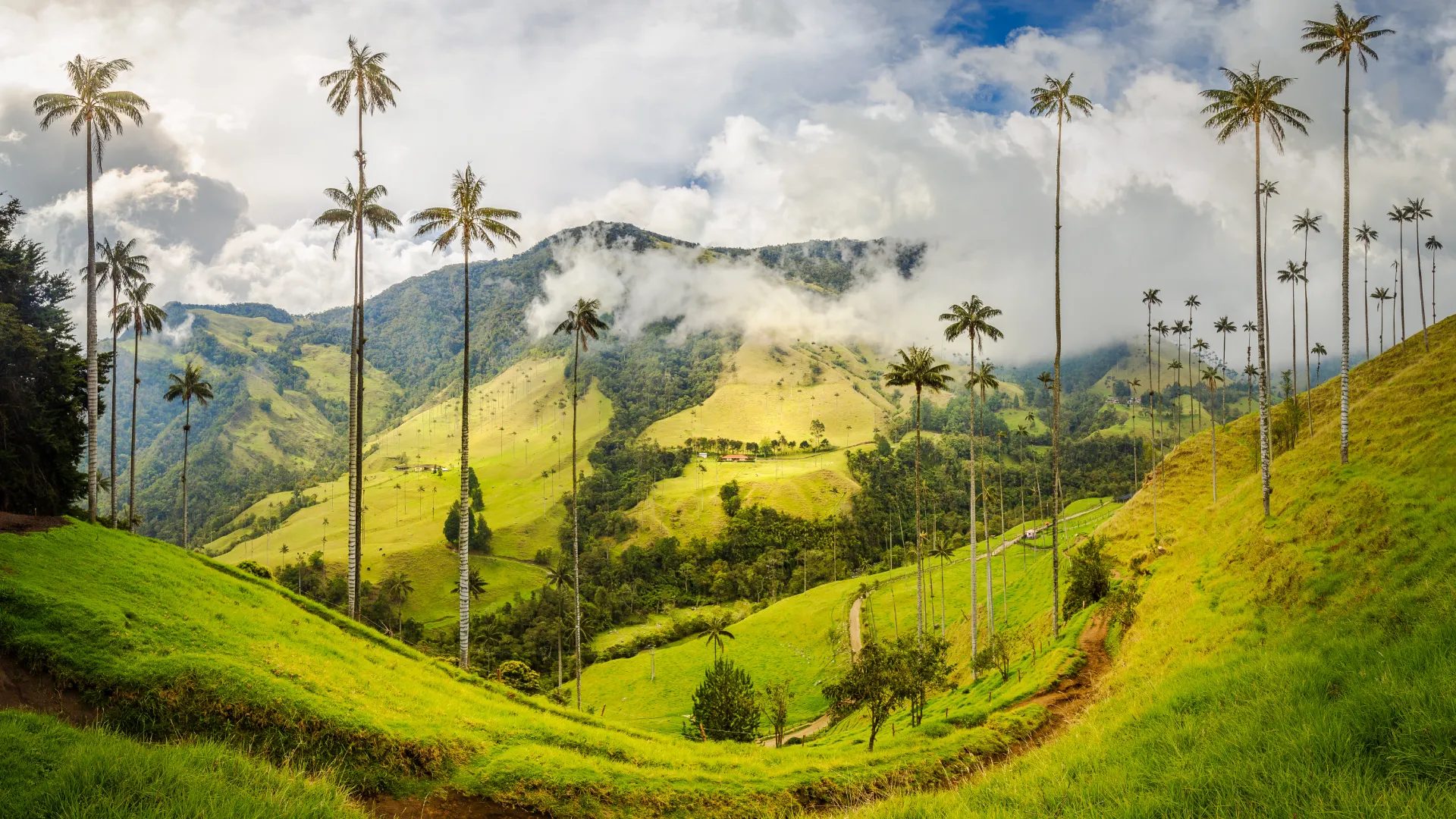 Valle de Cocora, Kolumbien