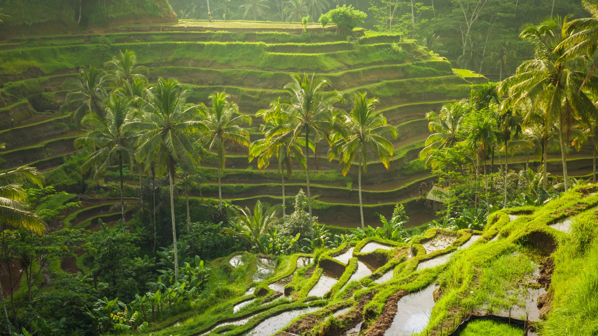 Bali, Reisterrasse