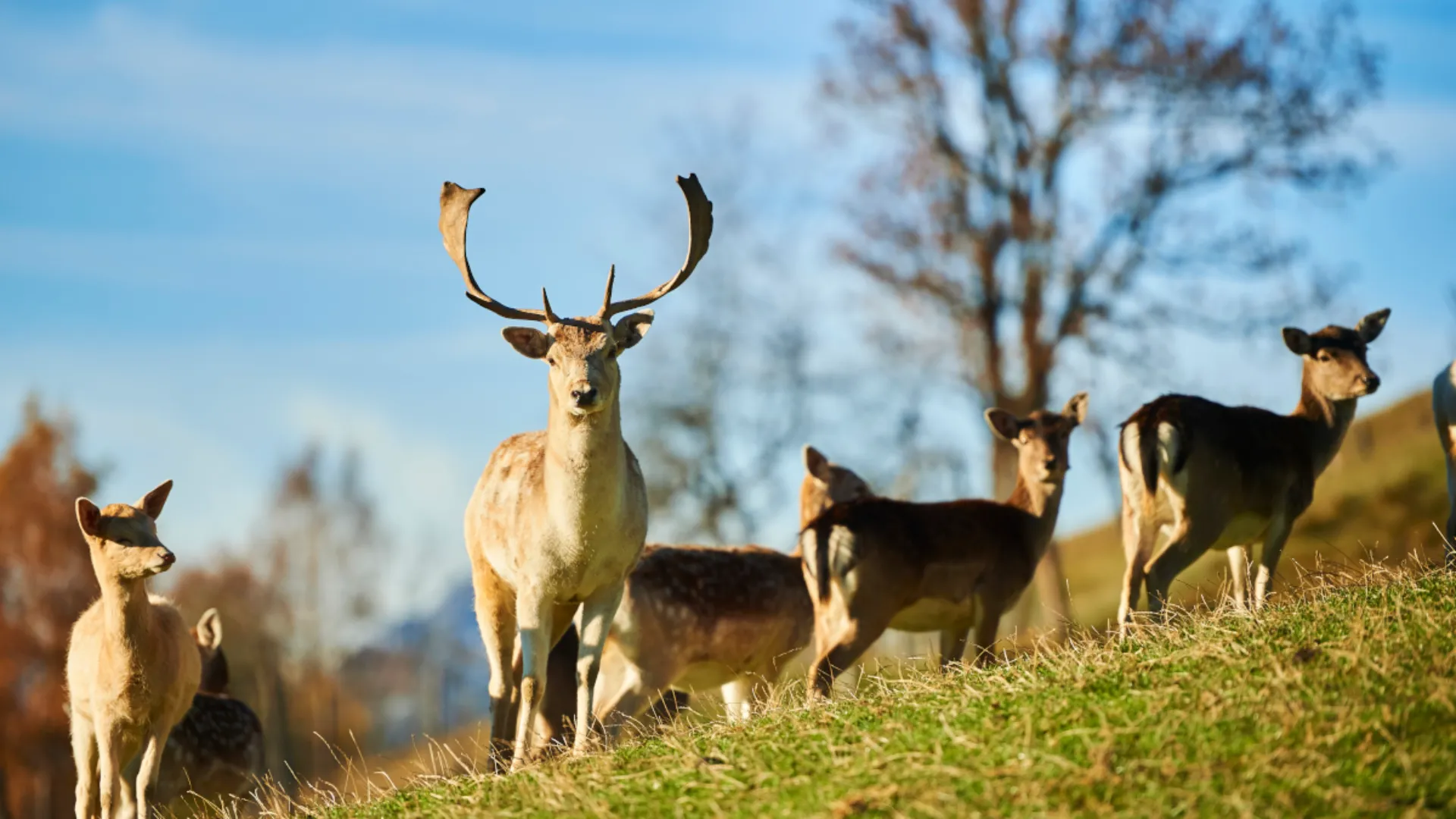 Wildpark Aurach
