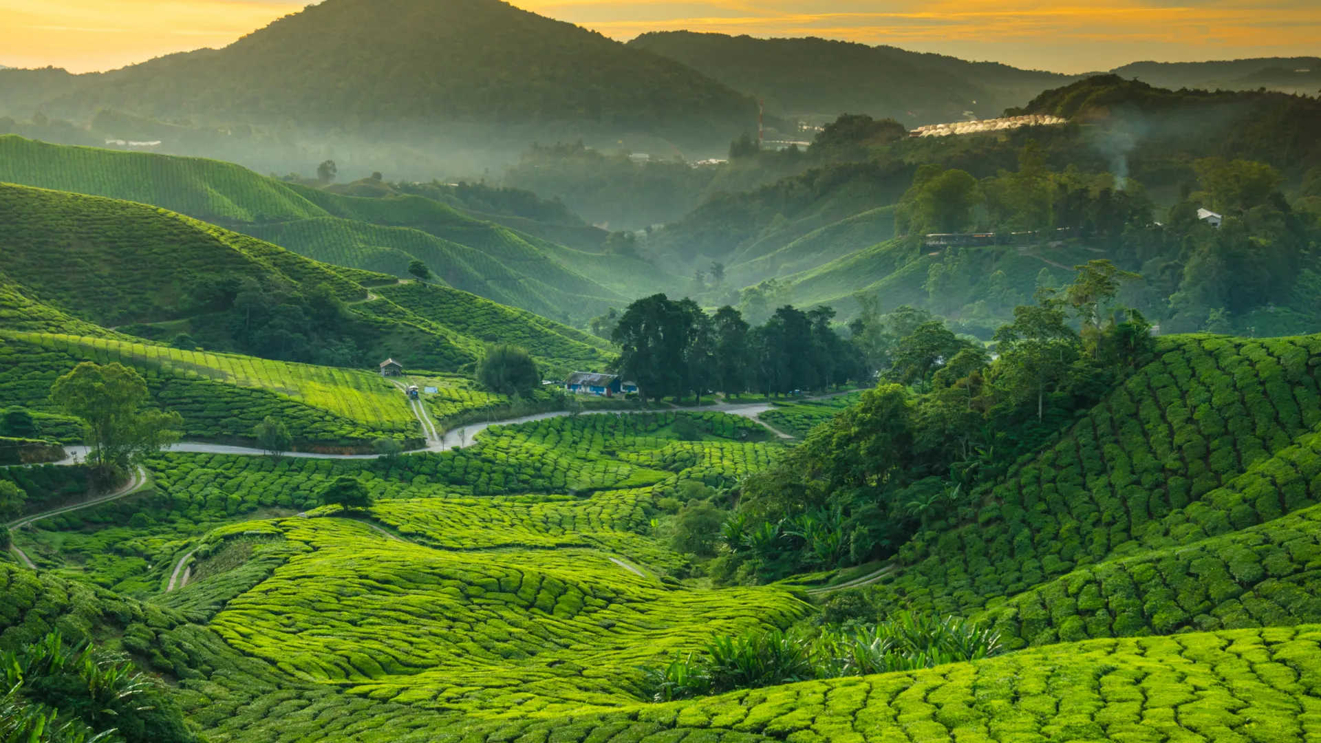 Cameron Highlands