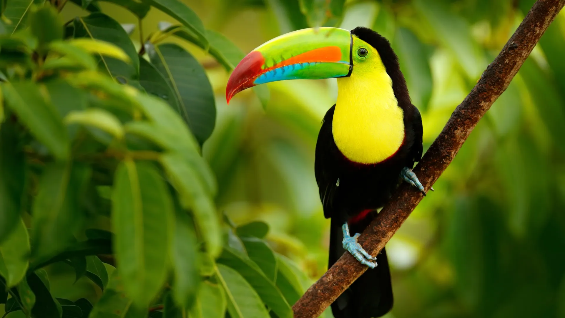 Costa Rica/ Tukan