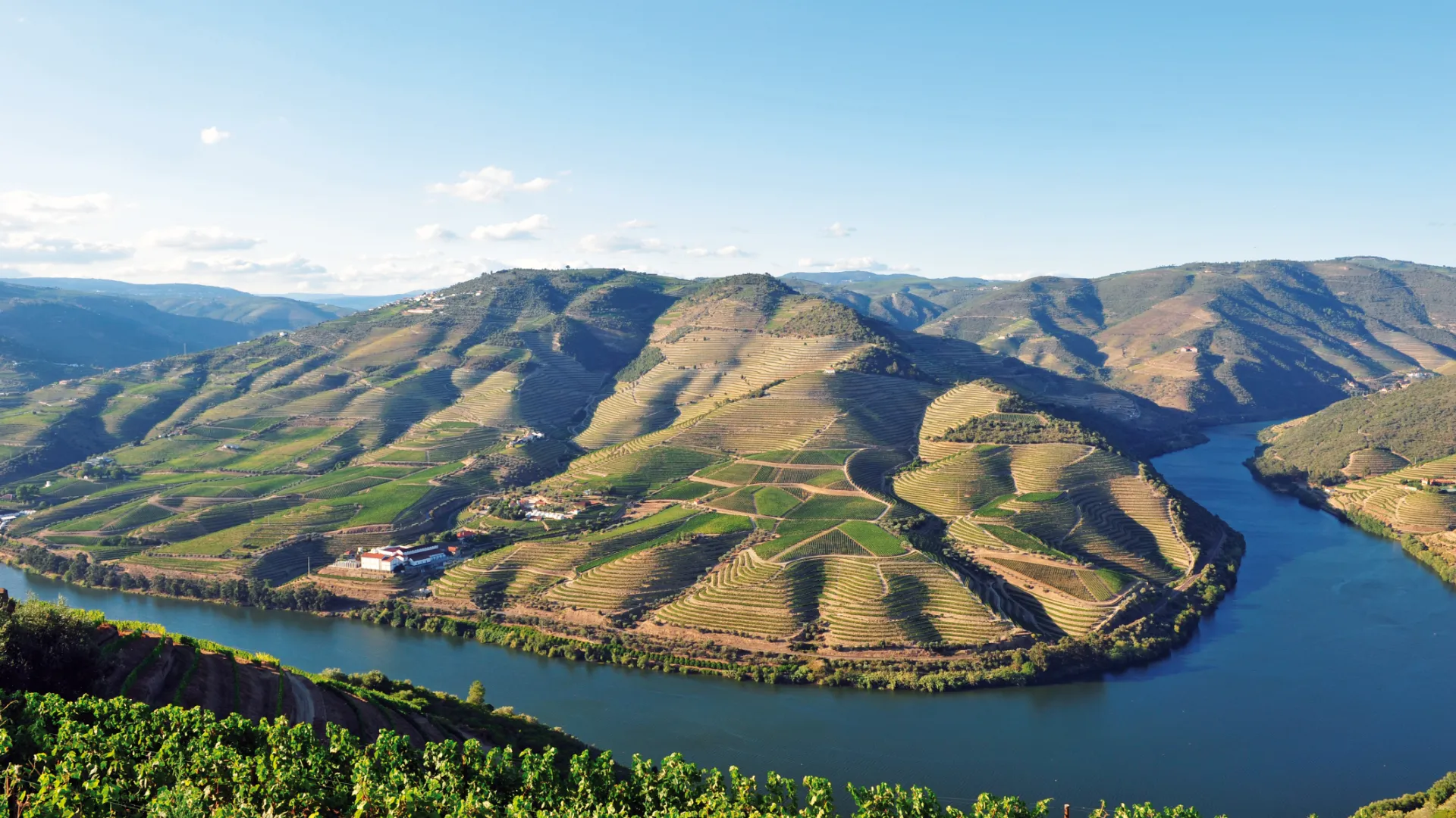 Dourotal - Weinberge