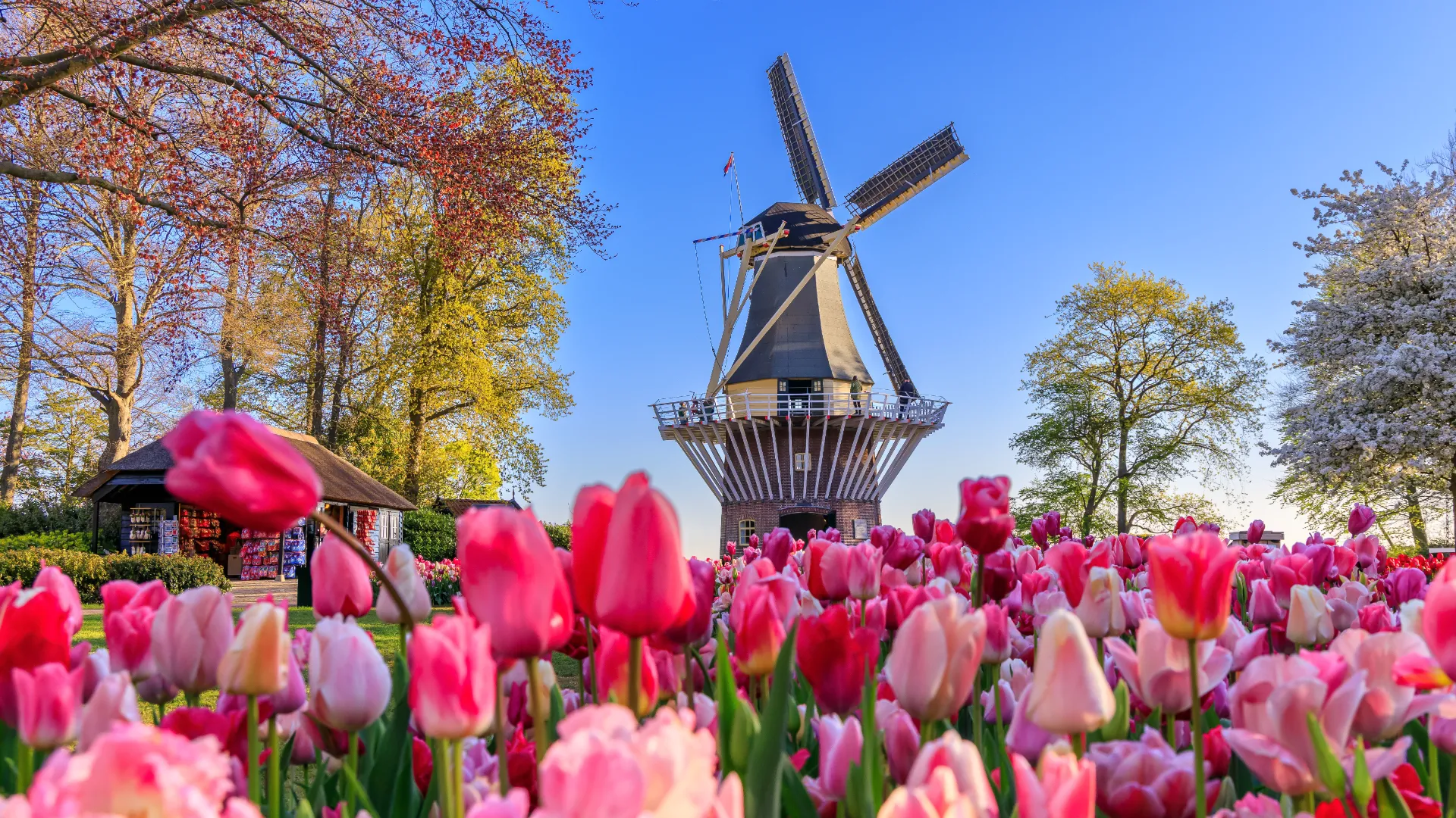 Keukenhof in Lisse