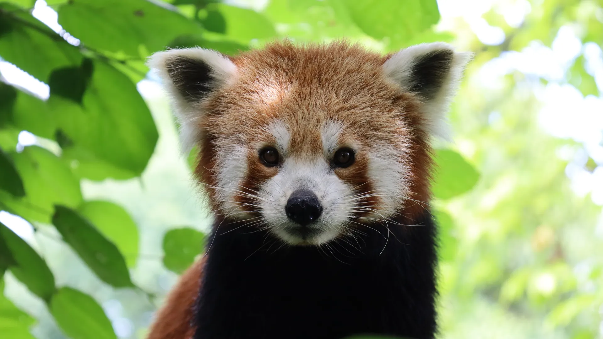 Zoo Linz