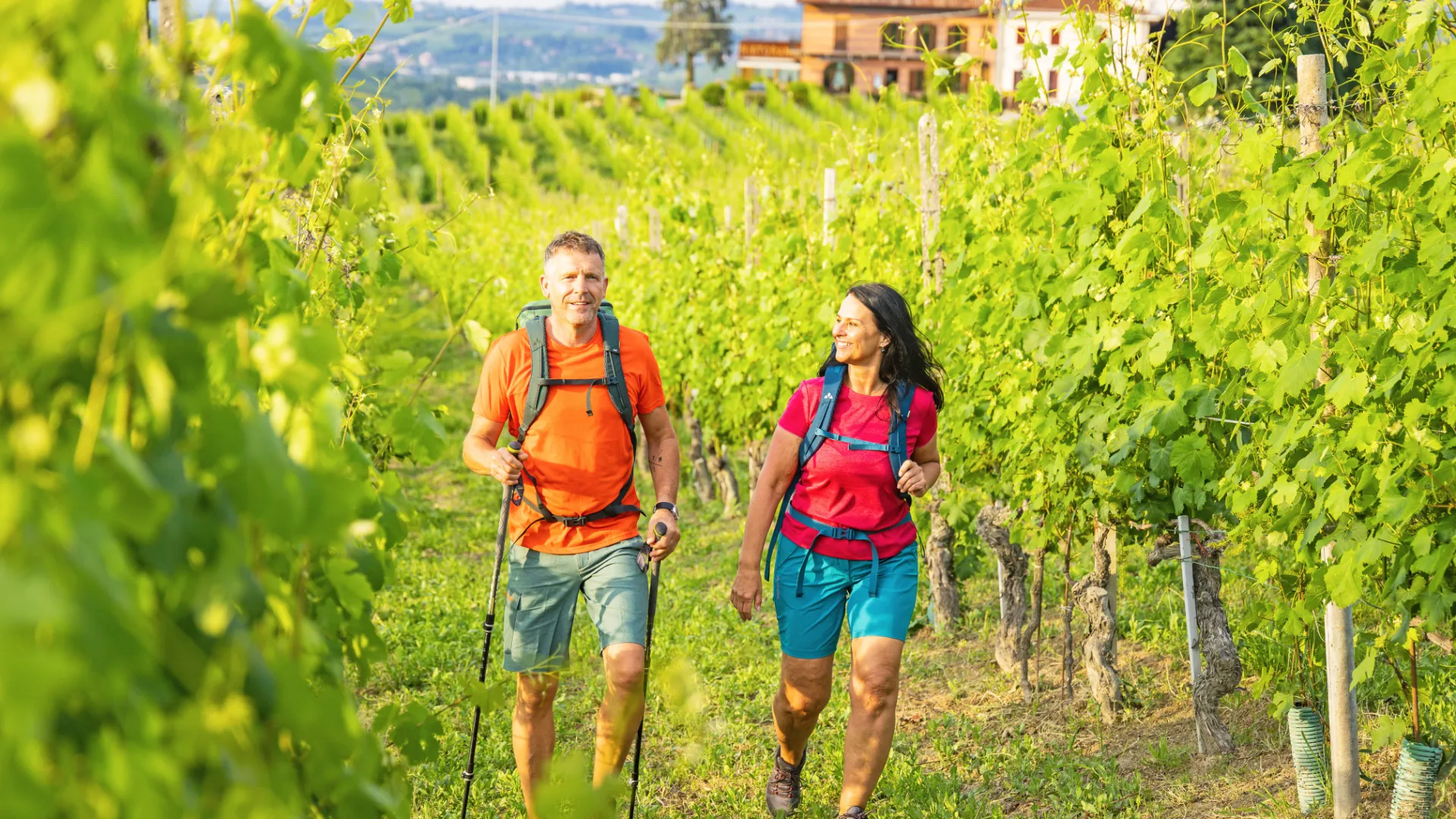 Weinreben