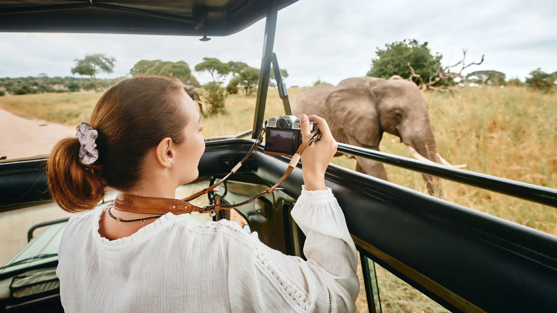 Safari