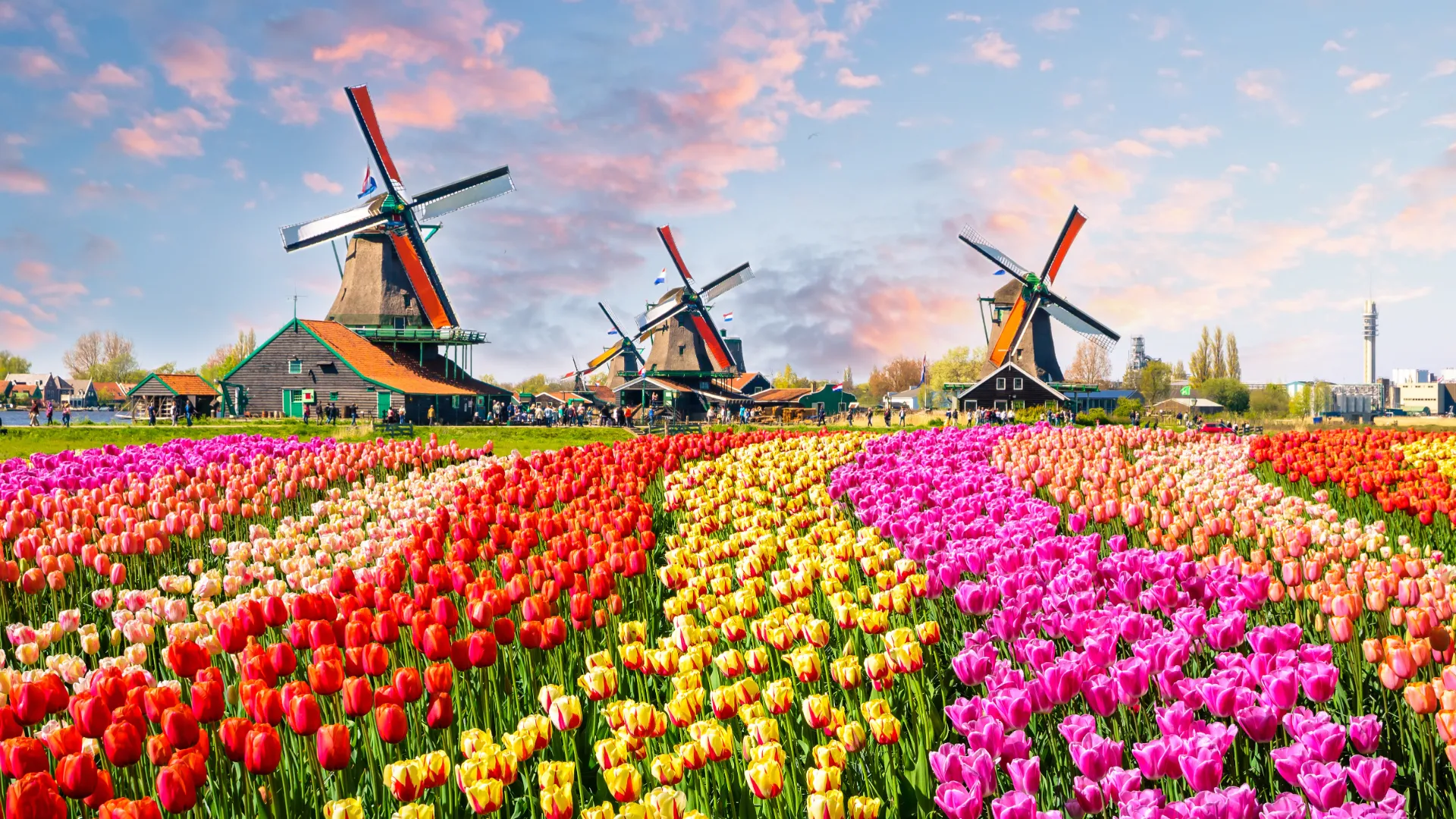 Tulpenfeld-Windmühle