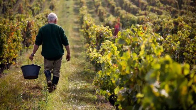 Weinbauer-mit-Rebstöcken