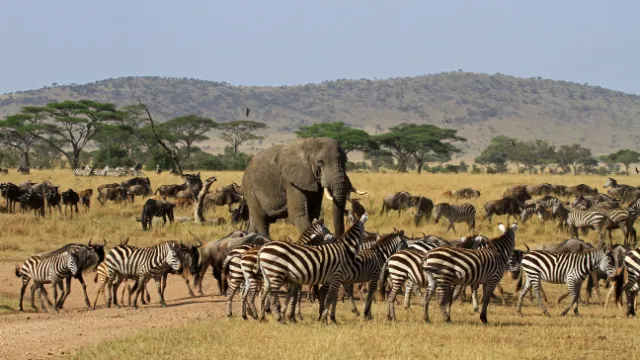 Serengeti-Nationalpark