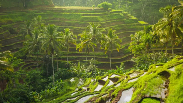 Bali, Reisterrasse