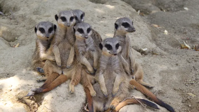 Zoo Linz