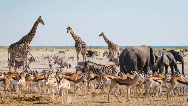 Etosha-Nationalpark
