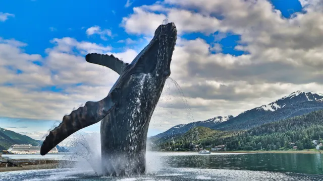 Buckelwal
