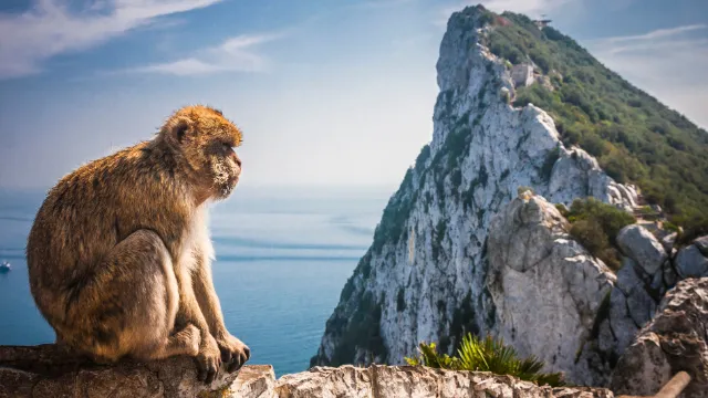 Gibraltar/ Felsen mit Affe