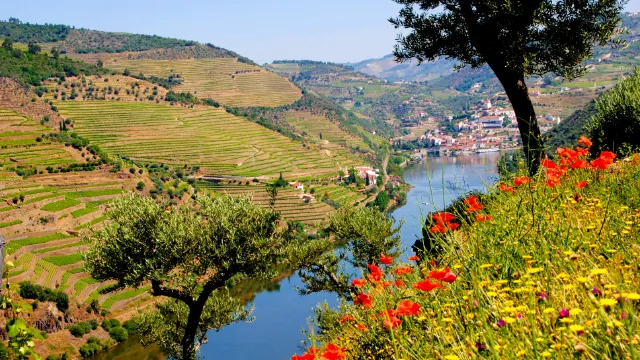 Dourotal_Pinhao_Landschaft