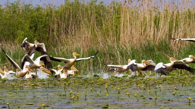 Imagebild Pelikane im Donaudelta